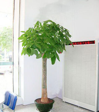 蘇州花卉租賃有什么好處？
